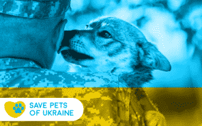 Save Pets of Ukraine — допомога тваринам під час війни - Новини. Останні новини України та світу. Bignews.ua